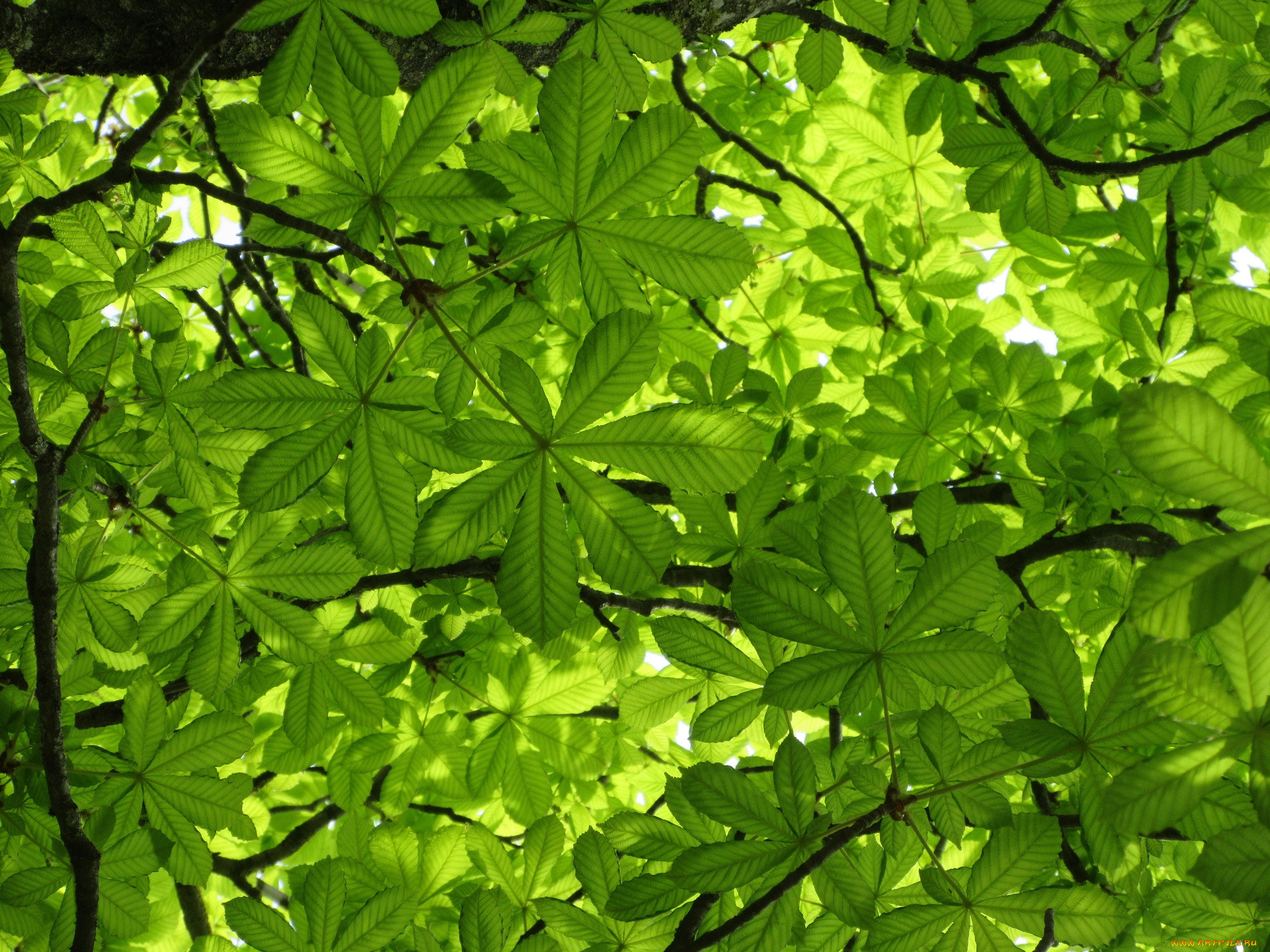 Зеленый лист каштана